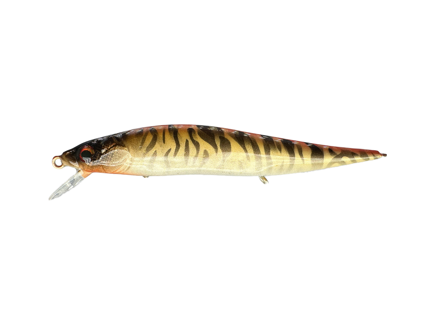 Golden Tiger - Random Sizes (Sale)