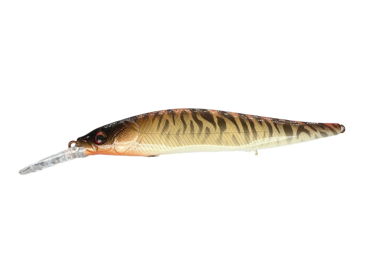 Golden Tiger - Random Sizes (Sale)