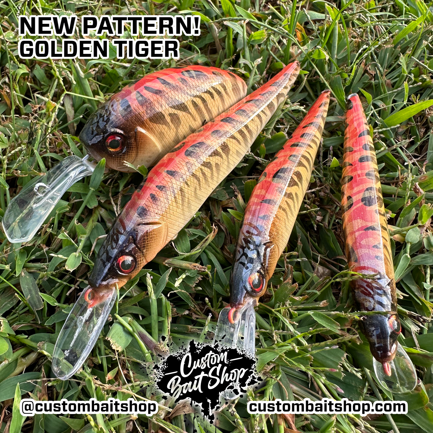 Golden Tiger - Random Sizes (Sale)