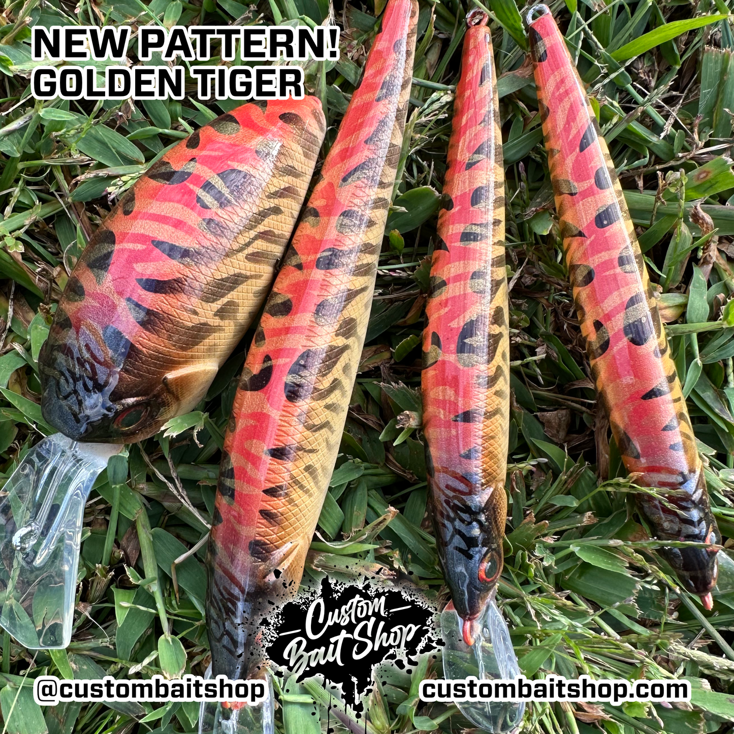 Golden Tiger - Random Sizes (Sale)