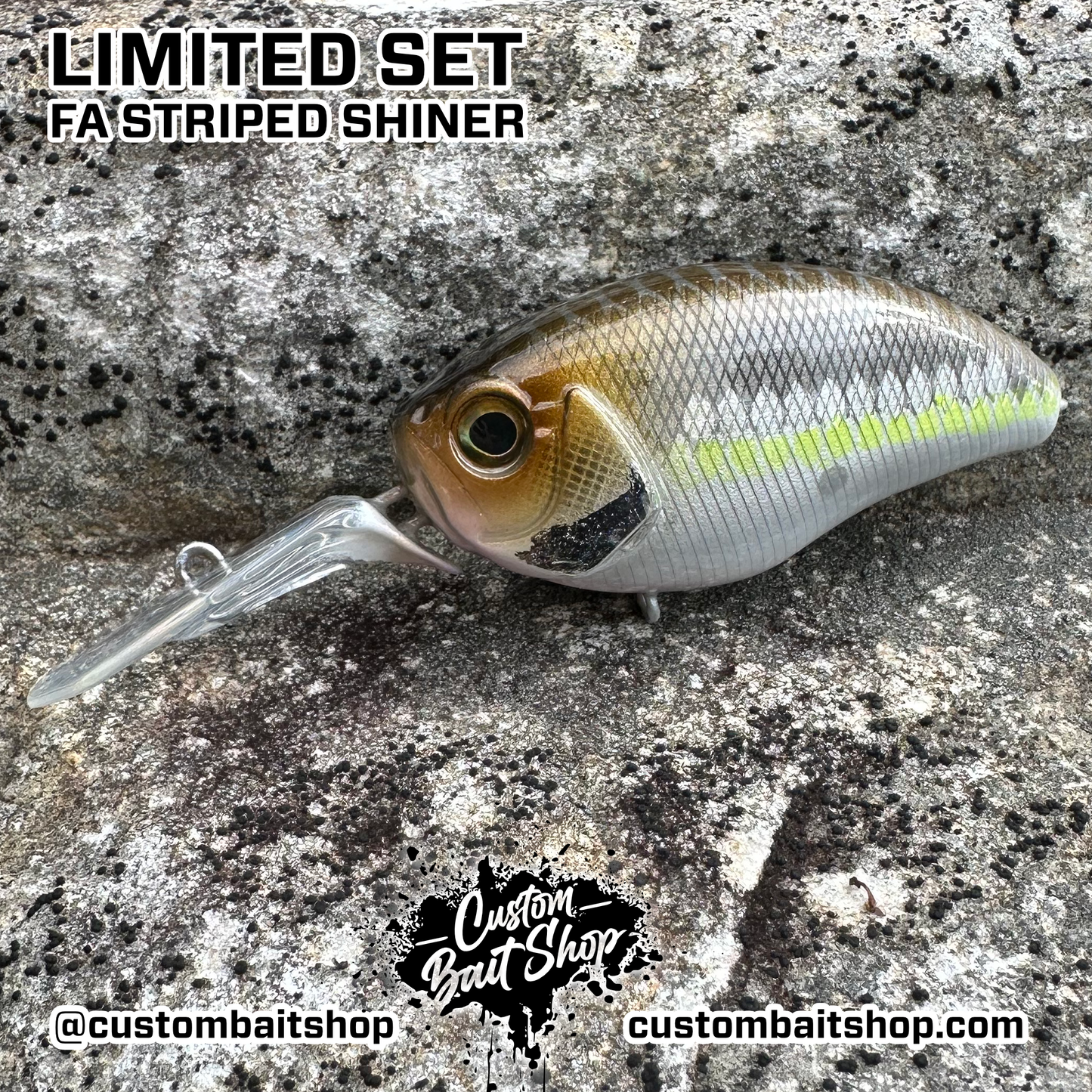 FA Striped Shiner - Random Sizes (Sale)