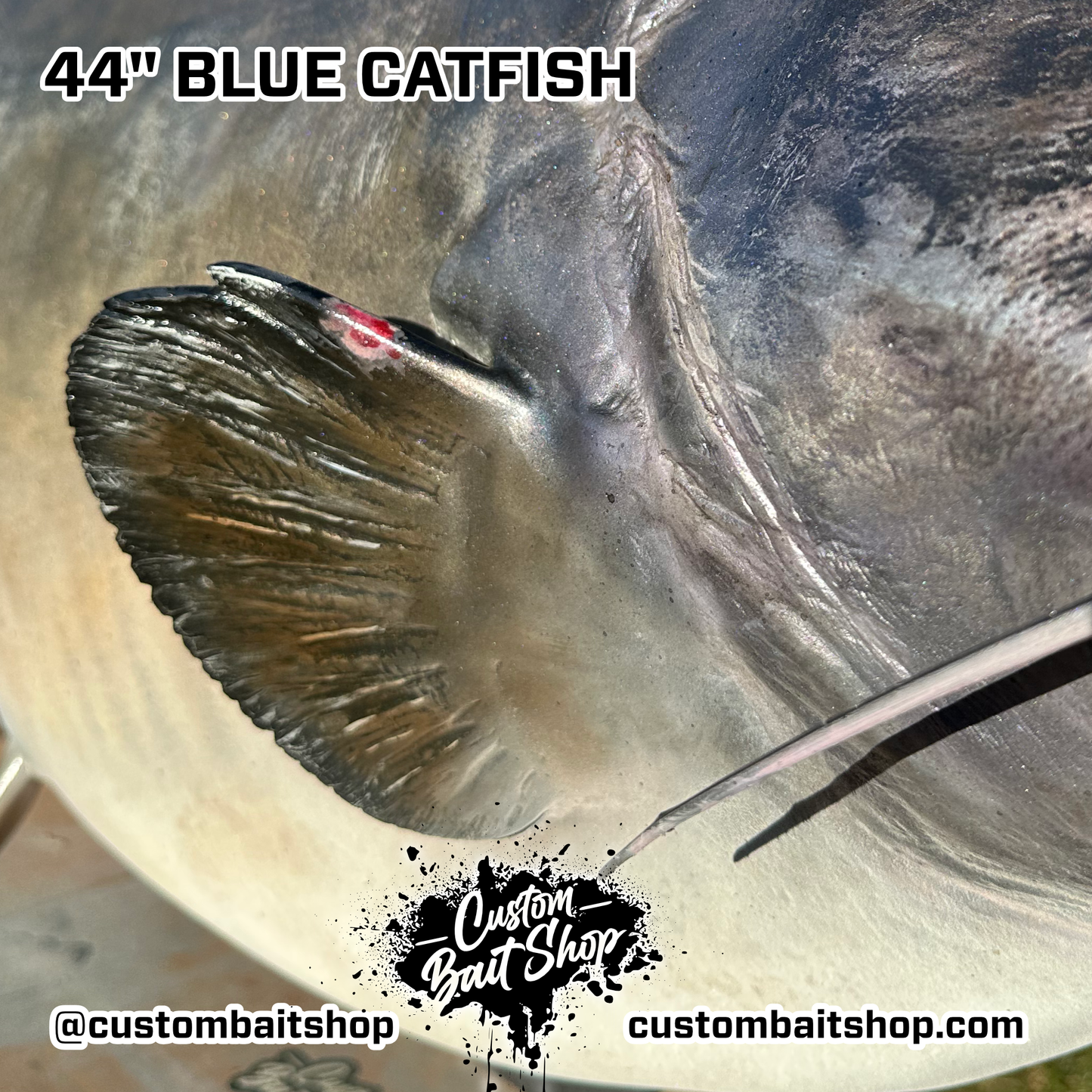 Catfish Replica Wall Mount (deposit)