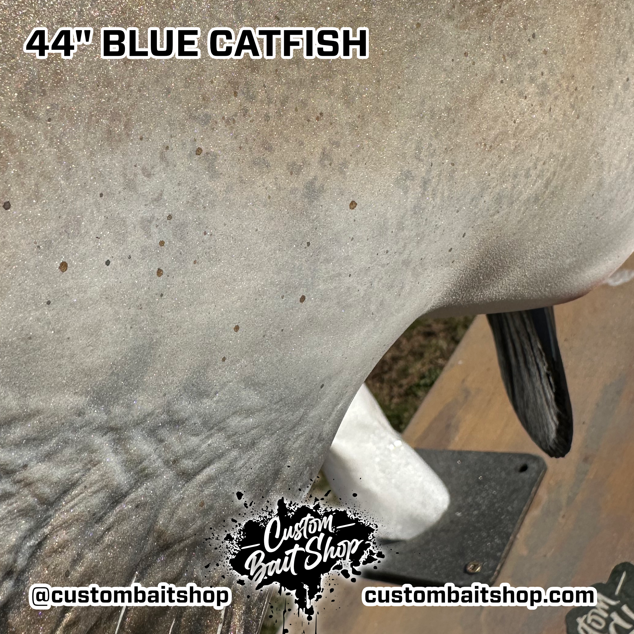 Custom Bait Shop fish replica