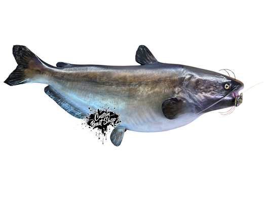 Catfish Replica Wall Mount (deposit)