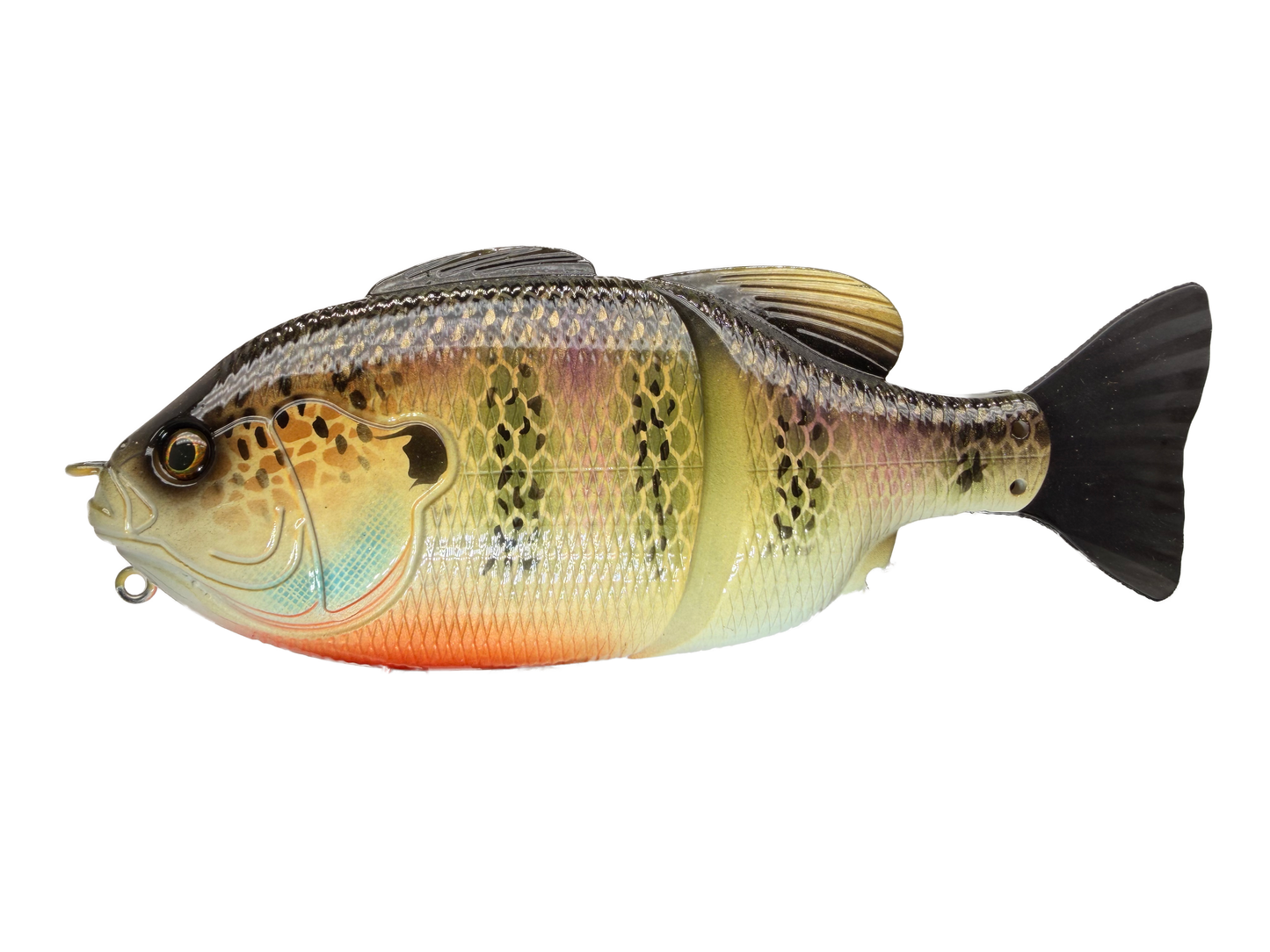 6" GillRoid Swim Bait (Sale)