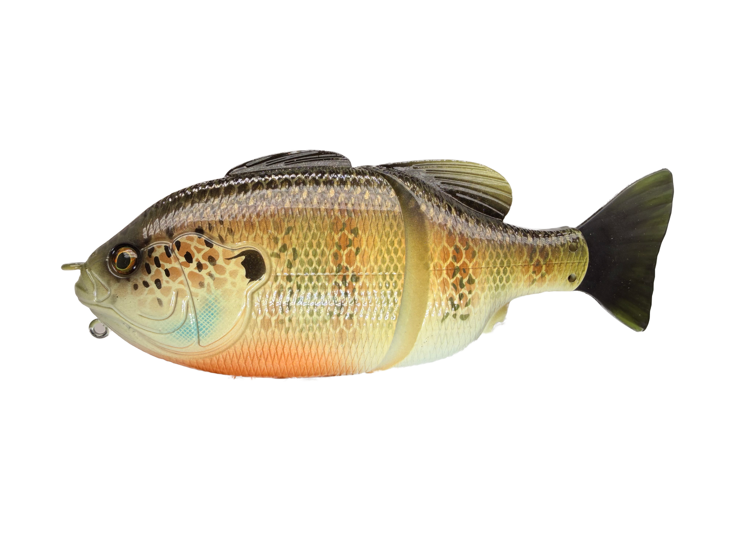 6" GillRoid Swim Bait (Sale)