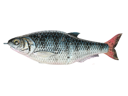 Hinkle Shad Style Finesse Glide Bait