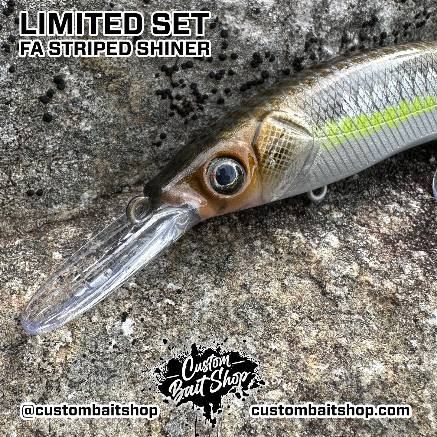 FA Striped Shiner - Random Sizes (Sale)