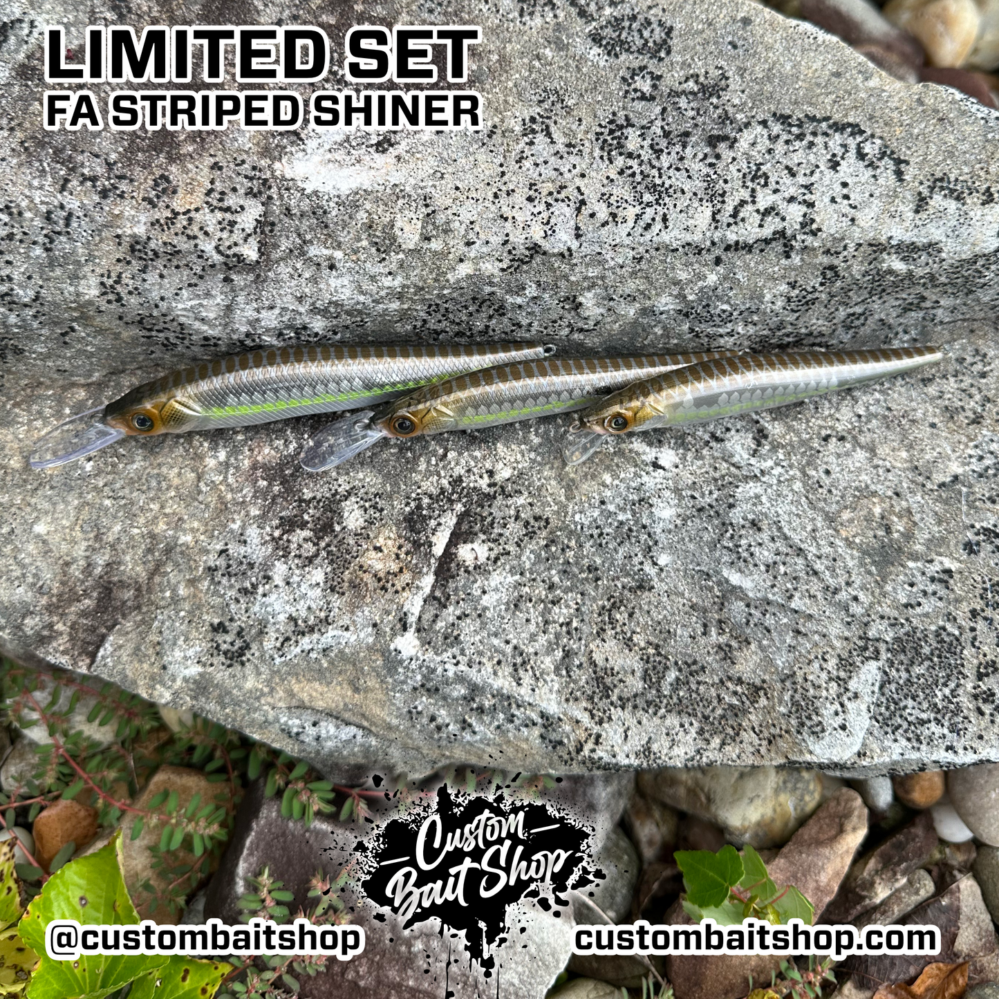 FA Striped Shiner - Random Sizes (Sale)