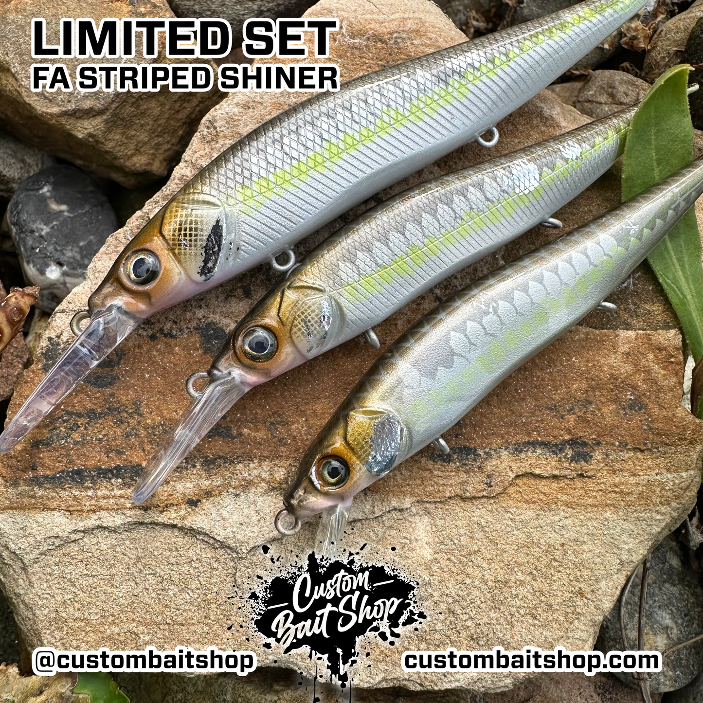 FA Striped Shiner - Random Sizes (Sale)