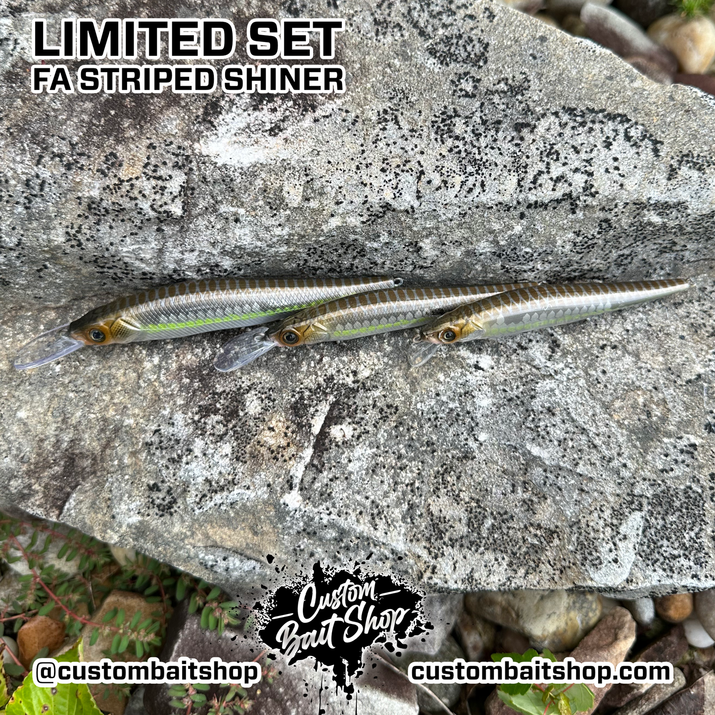 FA Striped Shiner - Random Sizes (Sale)
