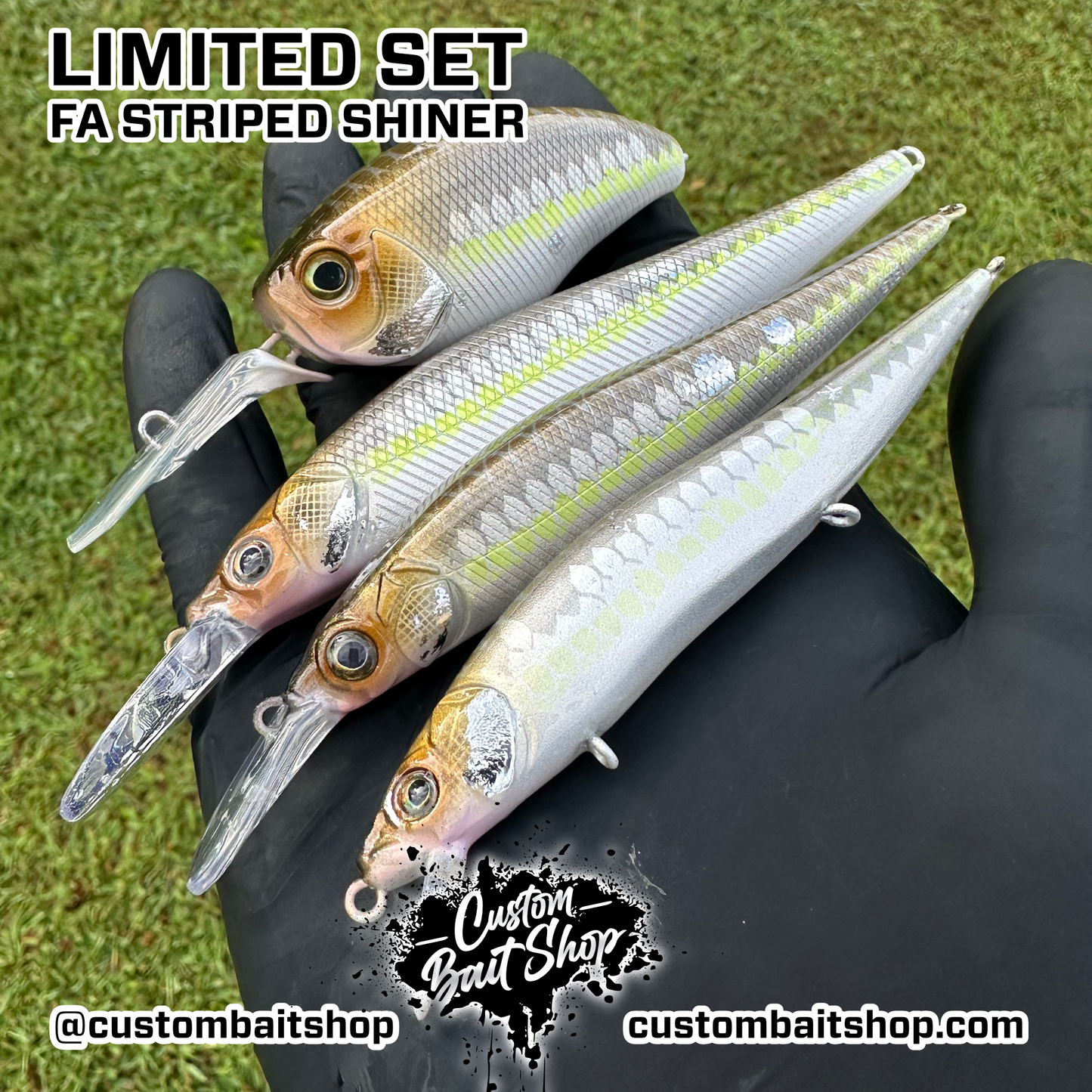 FA Striped Shiner - Random Sizes (Sale)