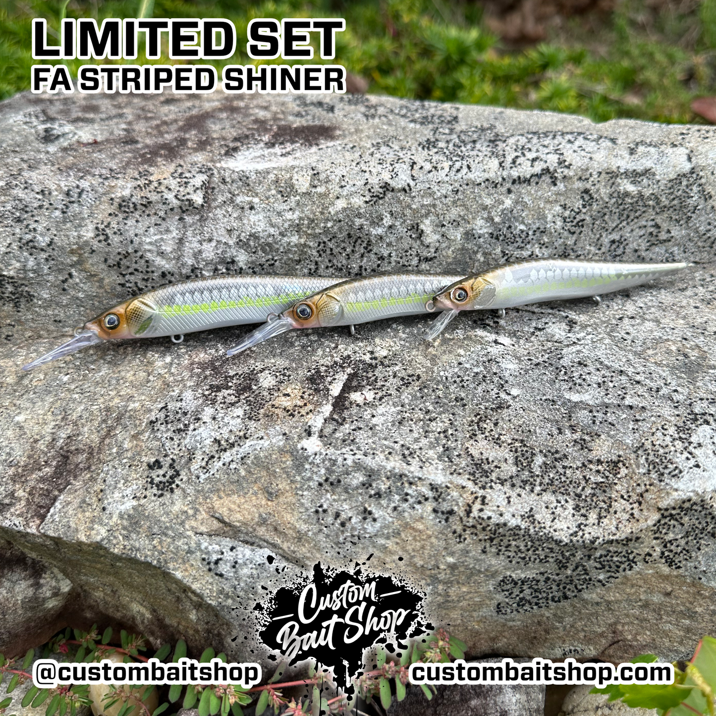 FA Striped Shiner - Random Sizes (Sale)