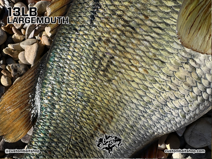 Largemouth Bass Replica (deposit)