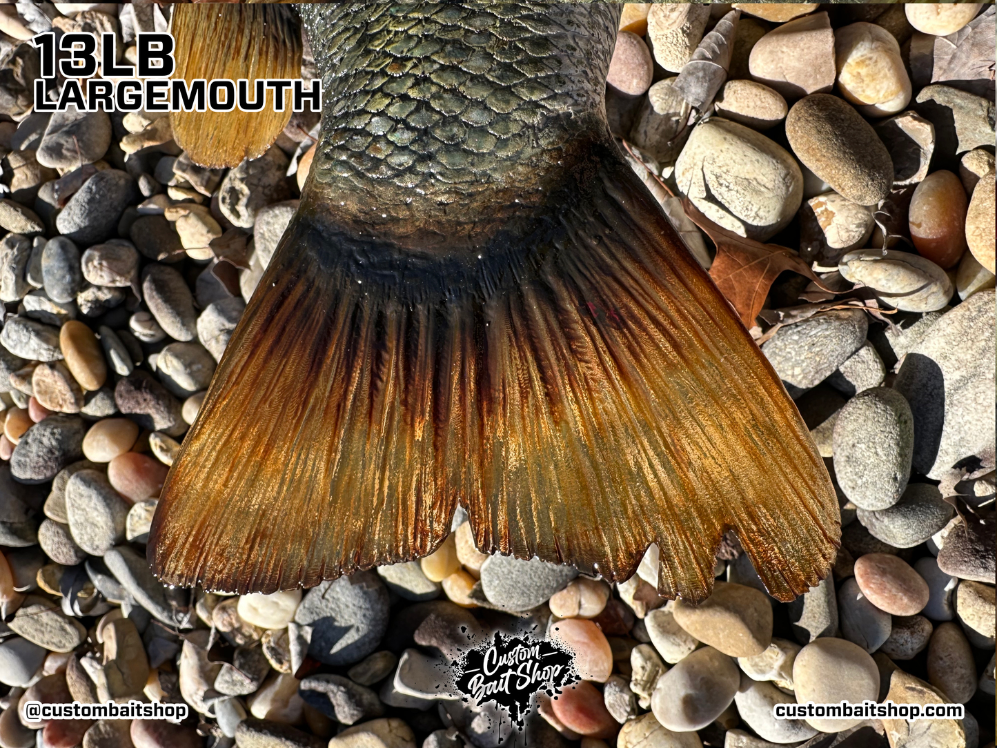 Largemouth Bass Replica (deposit)