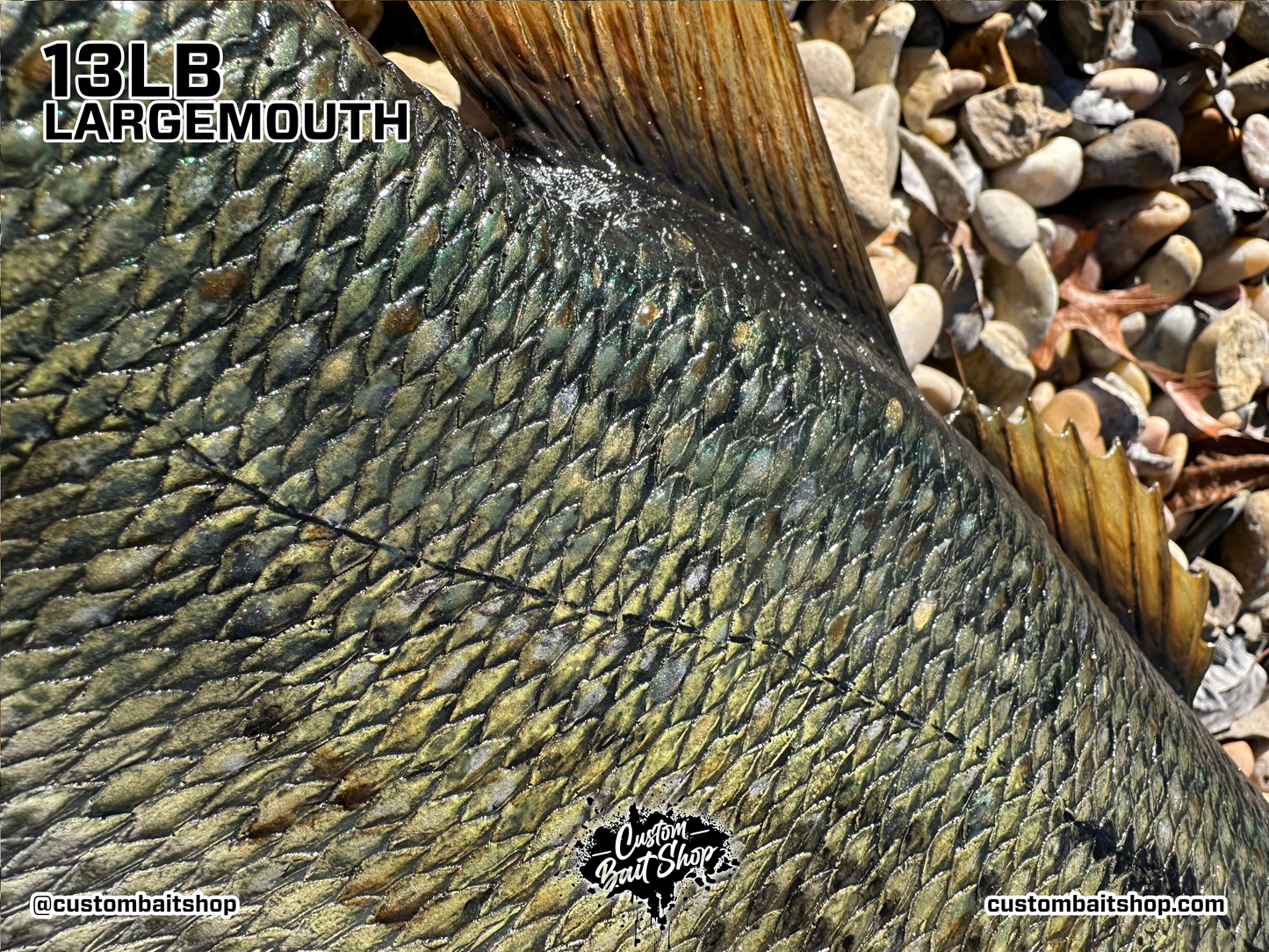 Largemouth Bass Replica (deposit)