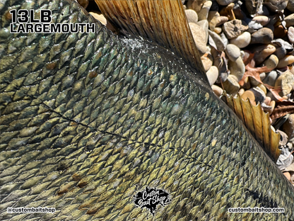 Largemouth Bass Replica (deposit)