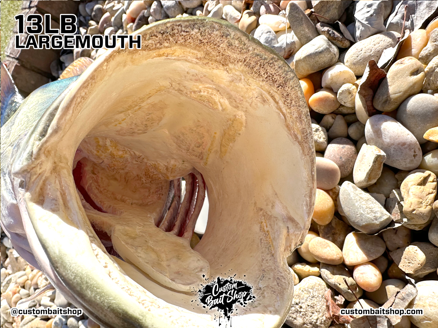 Largemouth Bass Replica (deposit)