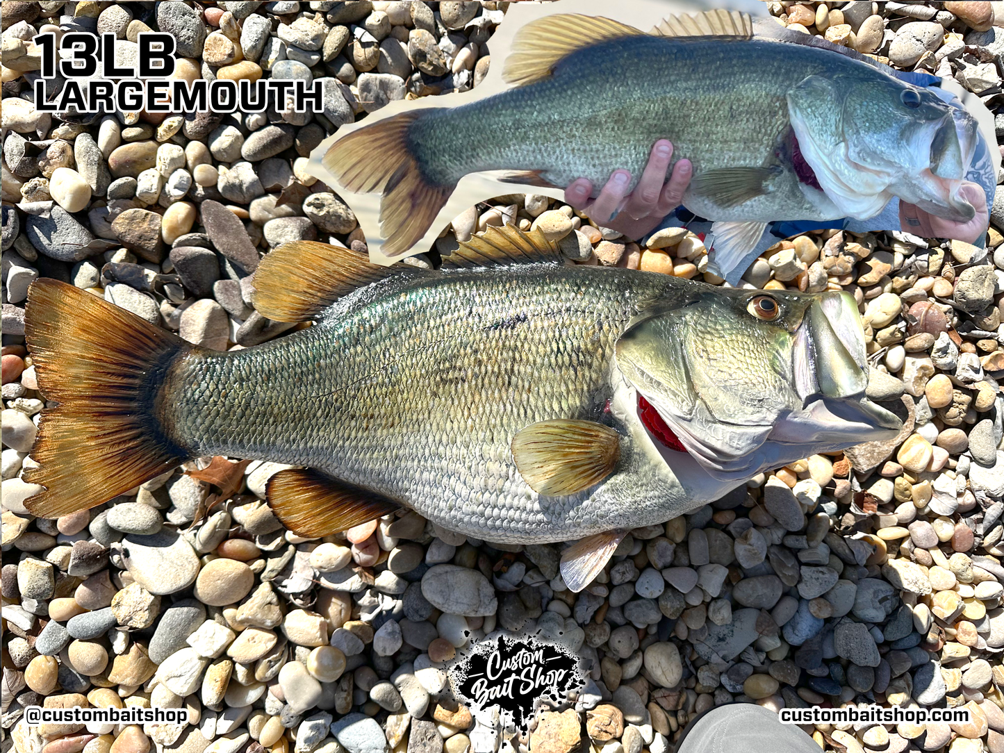 Largemouth Bass Replica (deposit)