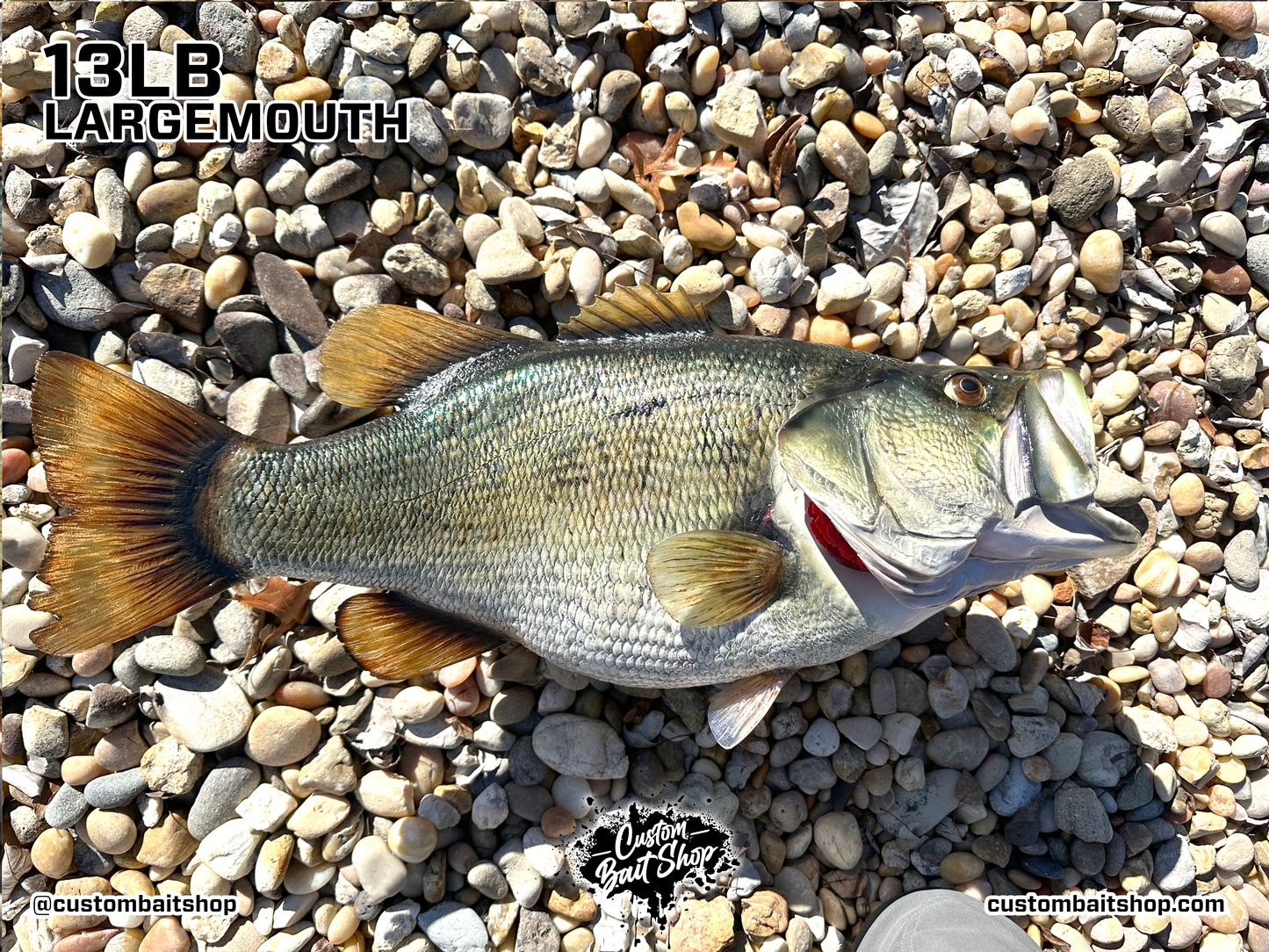 Largemouth Bass Replica (deposit)