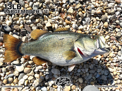 Largemouth Bass Replica (deposit)