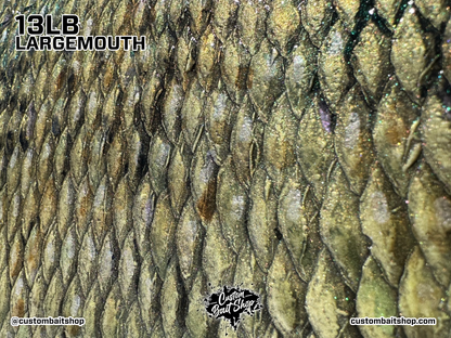 Largemouth Bass Replica (deposit)