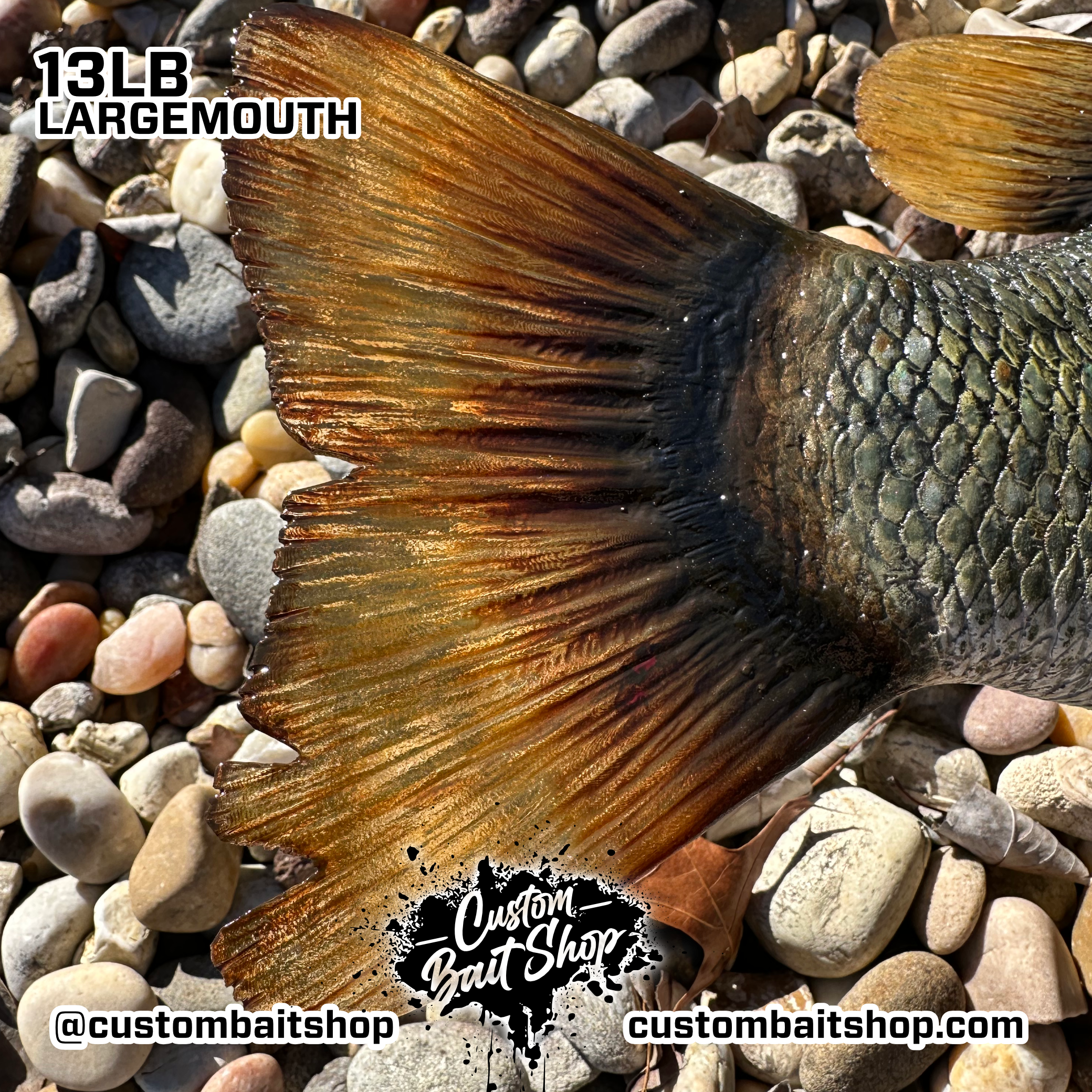 Custom Bait Shop fish replica