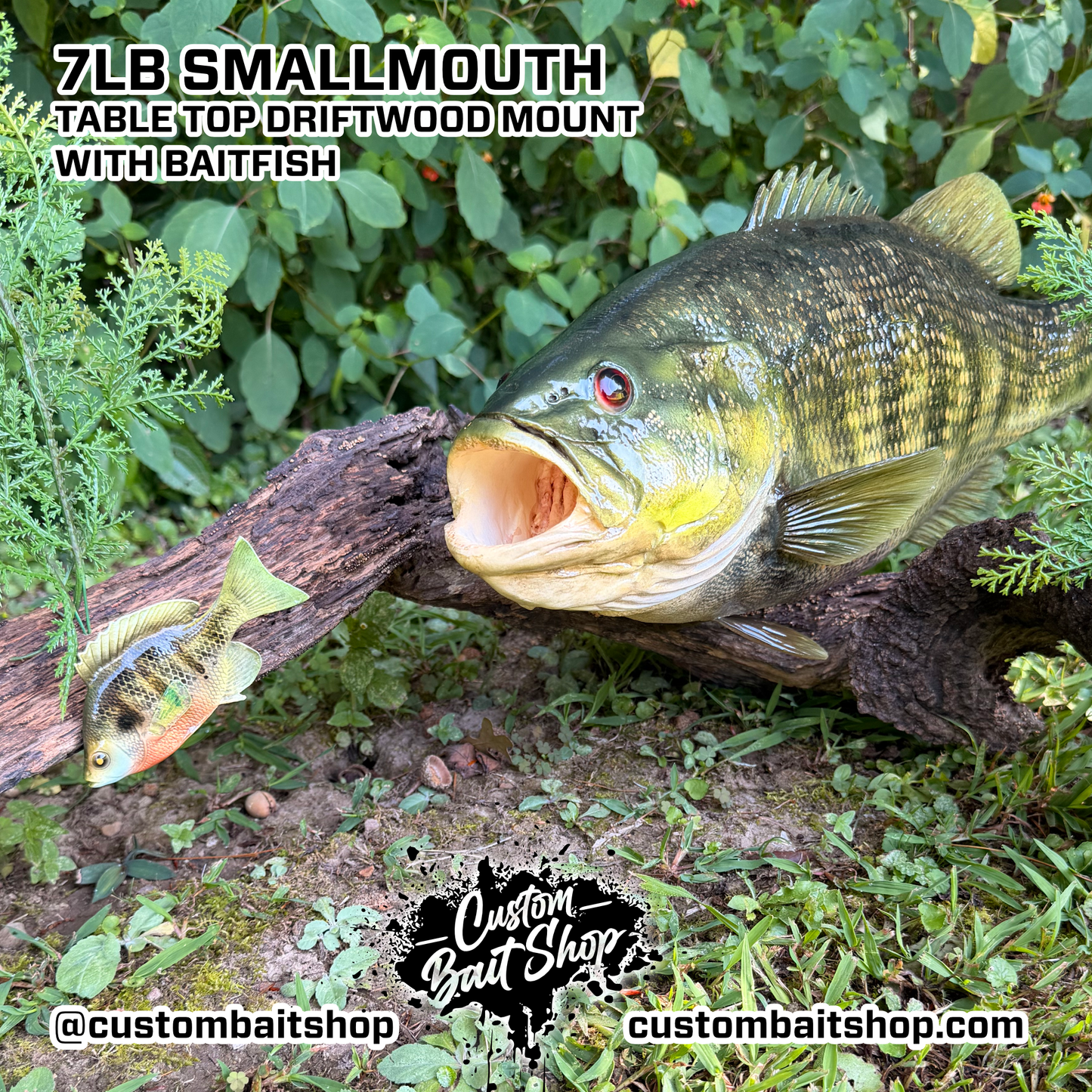 7lb Smallmouth w/Driftwood & Baitfish