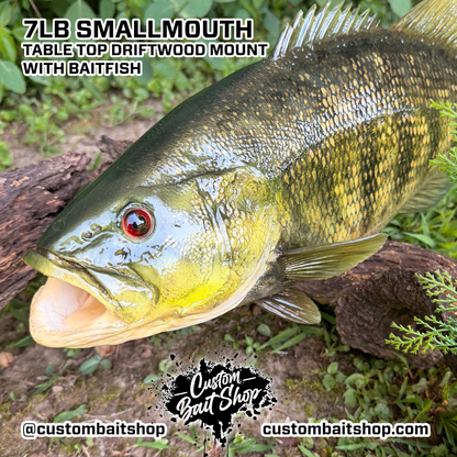 7lb Smallmouth w/Driftwood & Baitfish