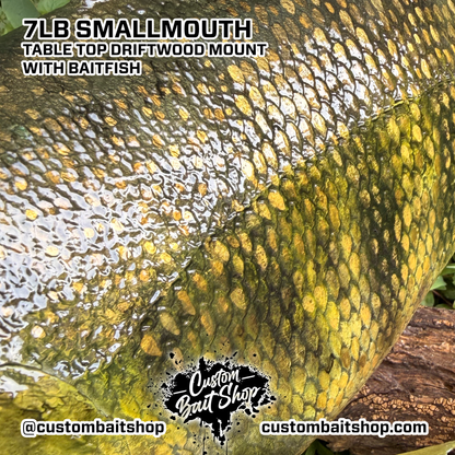 7lb Smallmouth w/Driftwood & Baitfish