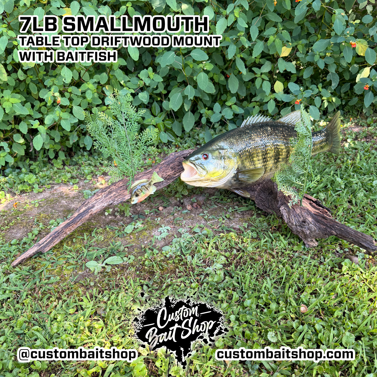 Smallmouth Bass Replica