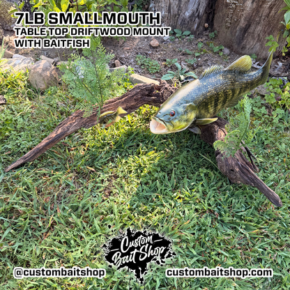 7lb Smallmouth w/Driftwood & Baitfish