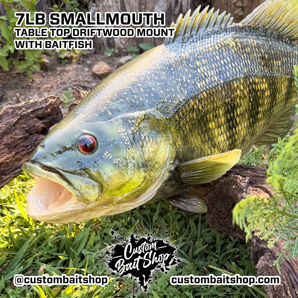7lb Smallmouth w/Driftwood & Baitfish