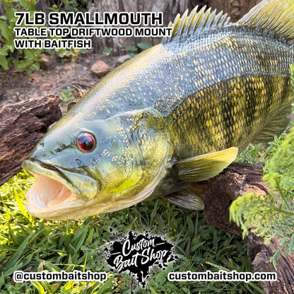 7lb Smallmouth w/Driftwood & Baitfish