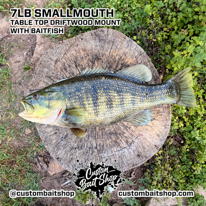 7lb Smallmouth w/Driftwood & Baitfish