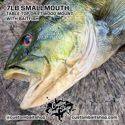 7lb Smallmouth w/Driftwood & Baitfish