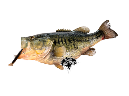 Largemouth Bass Replica (deposit)