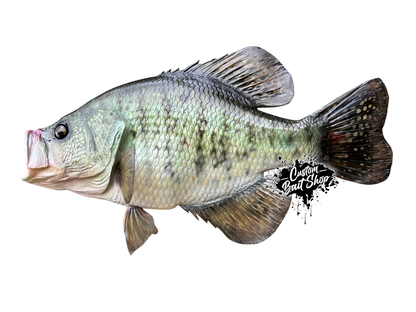 Crappie Replica Wall Mount (deposit)