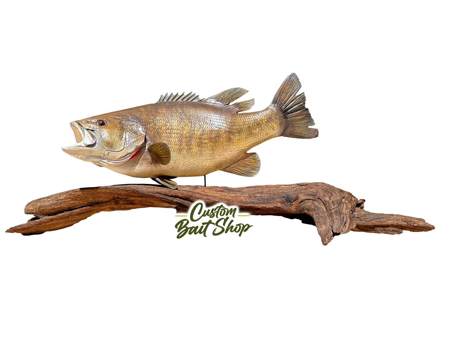 Smallmouth Bass Replica w Driftwood (deposit)