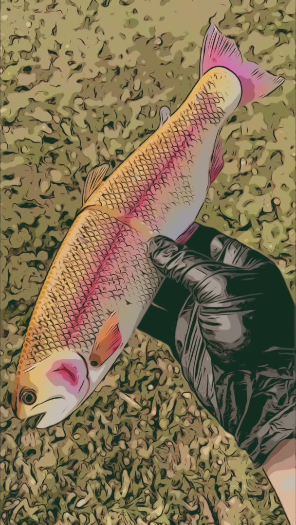 Hinkle Trout 11 Hinkle Trout 11