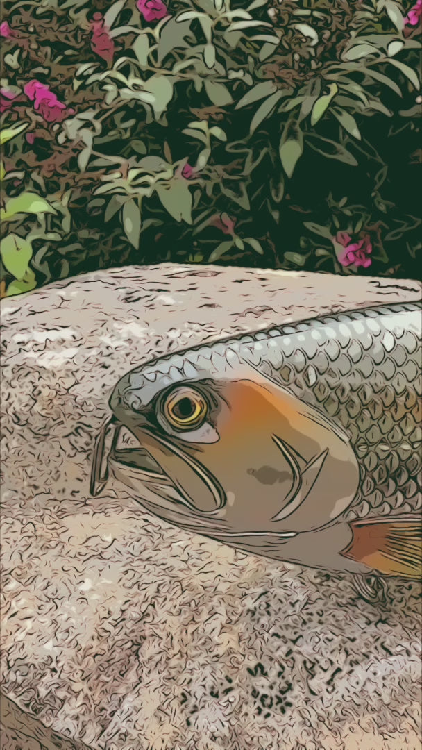 Hinkle Trout 11 Hinkle Trout 11