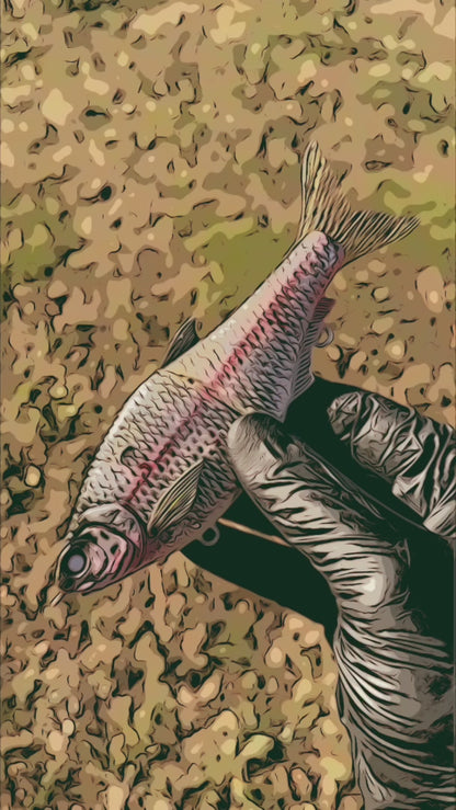 Hinkle Shad Style Finesse Glide Bait