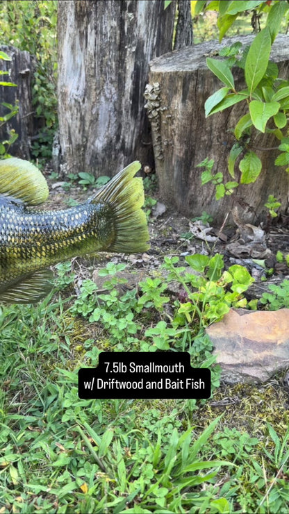 Smallmouth Bass Replica