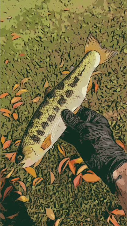 11" Hinko Trout (Sale)