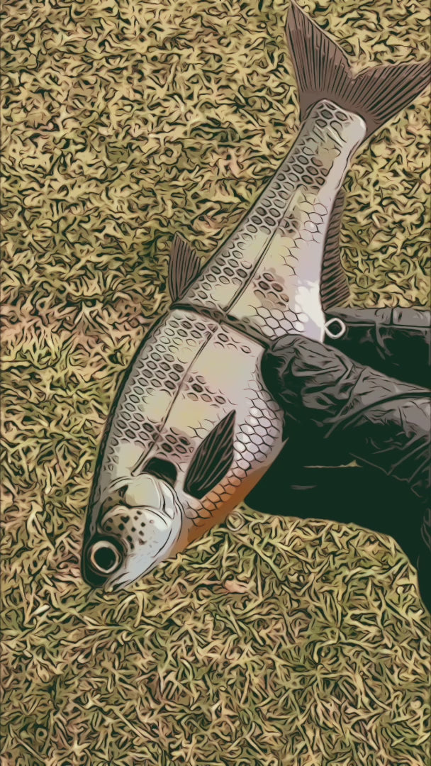 Hinkle Shad Jr. 7