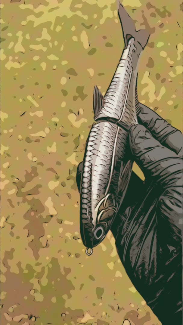 Hinkle Shad Jr. 7